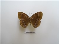 藏品(眉眼蝶)的圖片